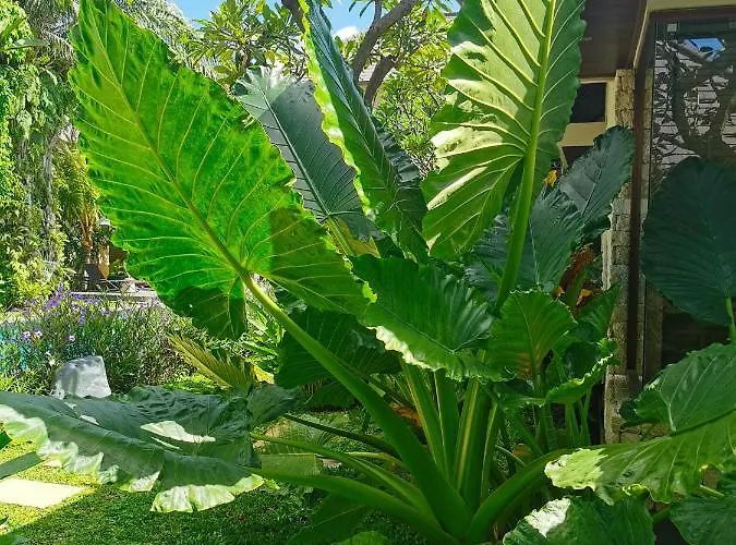 Artoria Dream Bali Villa Nusa Dua (Bali)