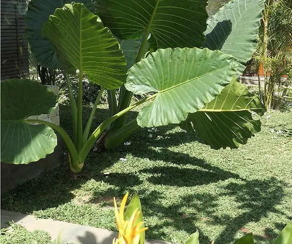 Artoria Dream Bali Вилла *